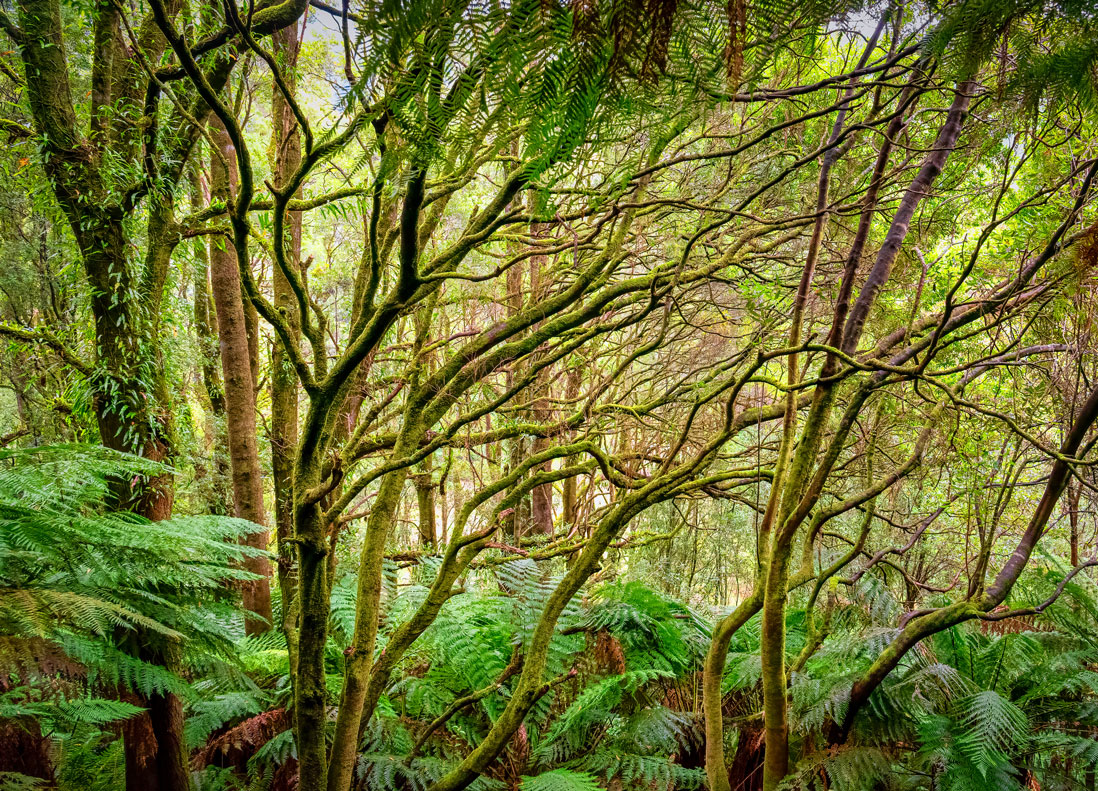 Trees